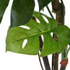 Artificial Plant Green Wooden stems Large Artificial Plant